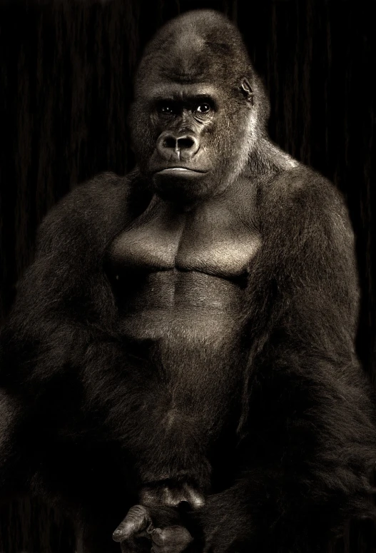 a black and white photo of a gorilla, inspired by Igor Morski, featured on zbrush central, dada, looking seductive, award - winning photo. ”, 2011, black man