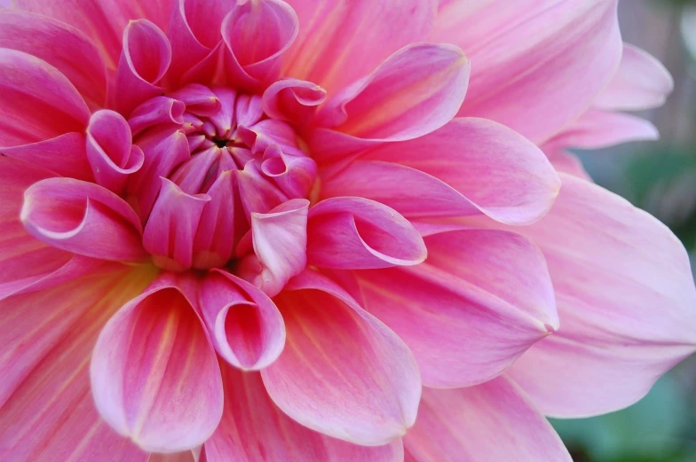 a close up view of a pink flower, by Anna Haifisch, precisionism, dahlias, beautiful flower, beautiful wallpaper