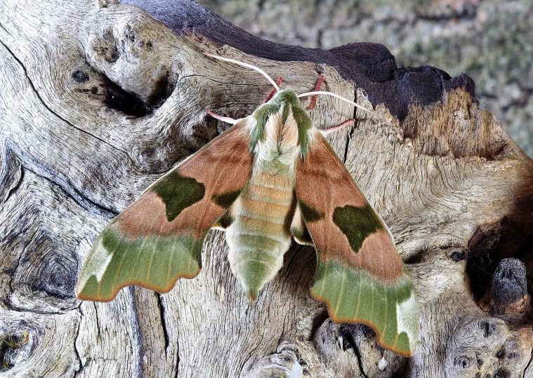 a close up of a moth on a piece of wood, by Robert Brackman, flickr, draped in fleshy green and pink, symmetry!!!, evening light, silk