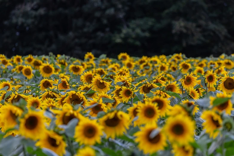 a field of sunflowers with trees in the background, a picture, by Yasushi Sugiyama, depth of field : - 2, mid-shot, 1 6 x 1 6, 1128x191 resolution