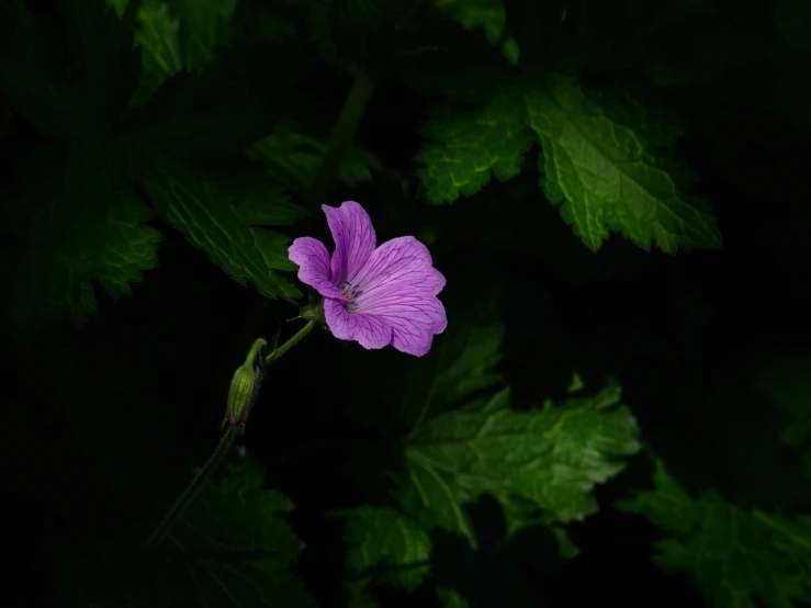 a purple flower with green leaves in the background, by Hans Schwarz, hurufiyya, in a dark forest low light, casual photography, in pink forest, 中 元 节