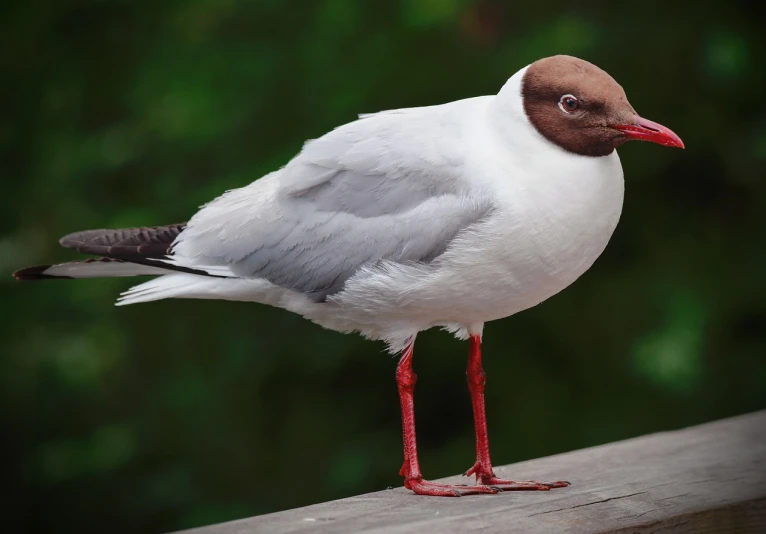 a close up of a bird on a wooden ledge, a portrait, shutterstock, dressed a long white, smooth red skin, australia, morph