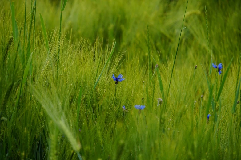a field of tall grass with blue flowers, a macro photograph, color field, hairs fly in the wind, in a background green forest, in a wheat field, hairs fluttering on the wing