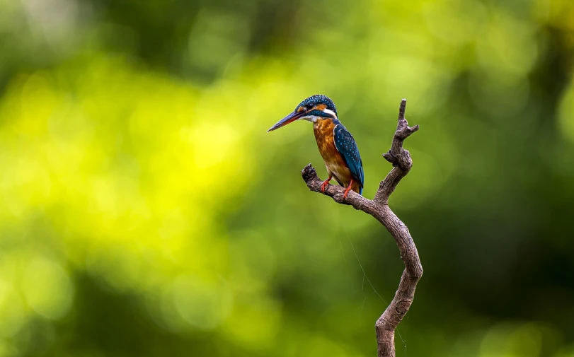 a small bird sitting on top of a tree branch, a picture, shutterstock, sumatraism, bokeh in the background only, fisherman, regal pose, india