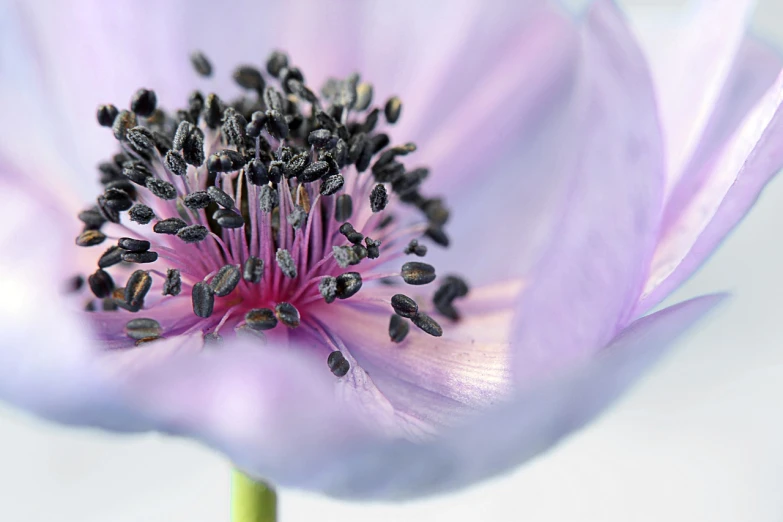 a close up of a purple flower in a vase, a macro photograph, by Jan Rustem, anemones, seeds, highly detailed product photo, in pastel colors