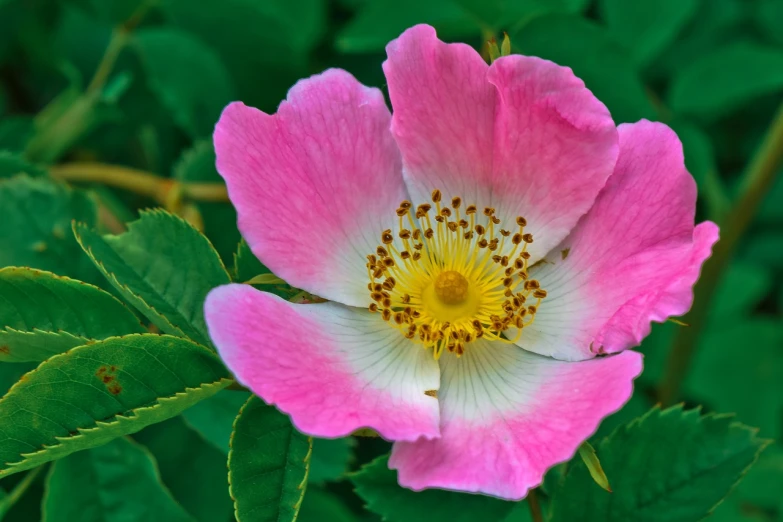 a close up of a pink flower with green leaves, a macro photograph, by Robert Brackman, shutterstock, rose-brambles, pink and yellow, stock photo, colorado