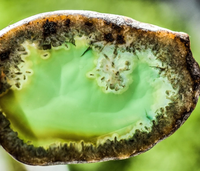 a close up of a piece of broccoli, a microscopic photo, by Hristofor Žefarović, pexels, art nouveau, agate, with celadon glaze, potato skin, closeup photo