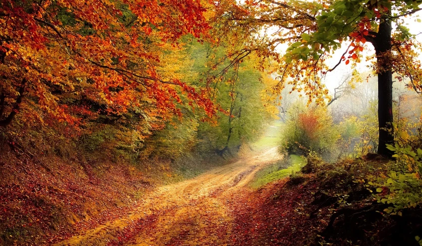 a dirt road in the middle of a forest, by Eugeniusz Zak, shutterstock, fine art, colorful leaves, mobile wallpaper, wallpaper - 1 0 2 4, iralki nadar