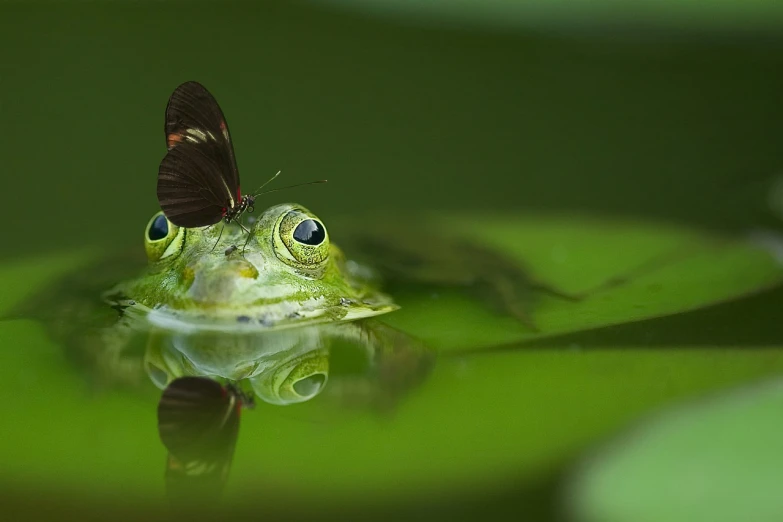 a close up of a frog with a butterfly on its head, pixabay contest winner, renaissance, floating in a powerful zen state, photograph credit: ap, aaaaaaaaaaaaaaaaaaaaaa, an elegant green