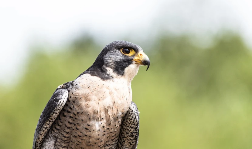 a close up of a bird of prey, a portrait, by Dietmar Damerau, pexels, bokeh in the background only, stock photo, spotted ultra realistic, flat triangle - shaped head