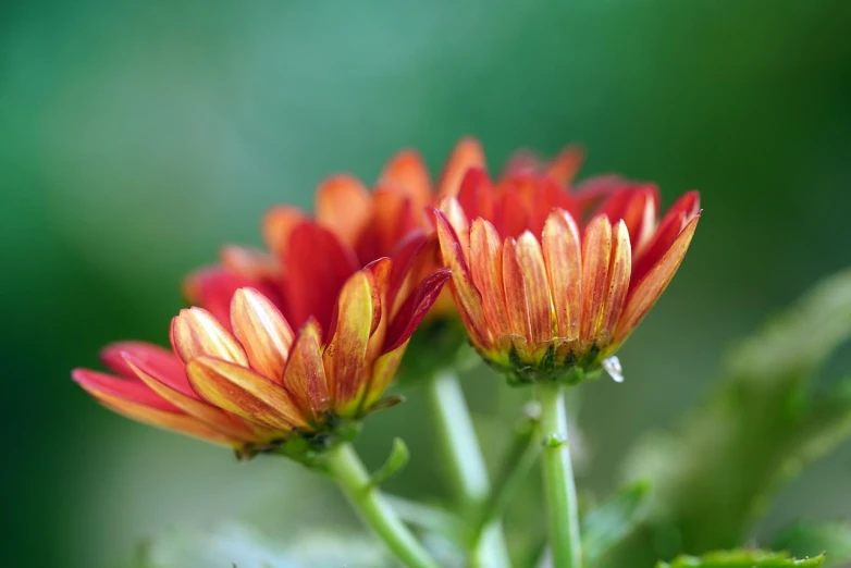 a couple of orange flowers sitting on top of a green plant, a macro photograph, red and golden color details, chrysanthemums, crimson rain sought flower, smeared flowers