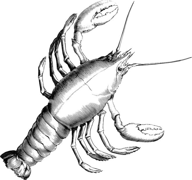 a black and white drawing of a lobster, an illustration of, rasquache, hyper detail illustration, illustration, computer generated, claws