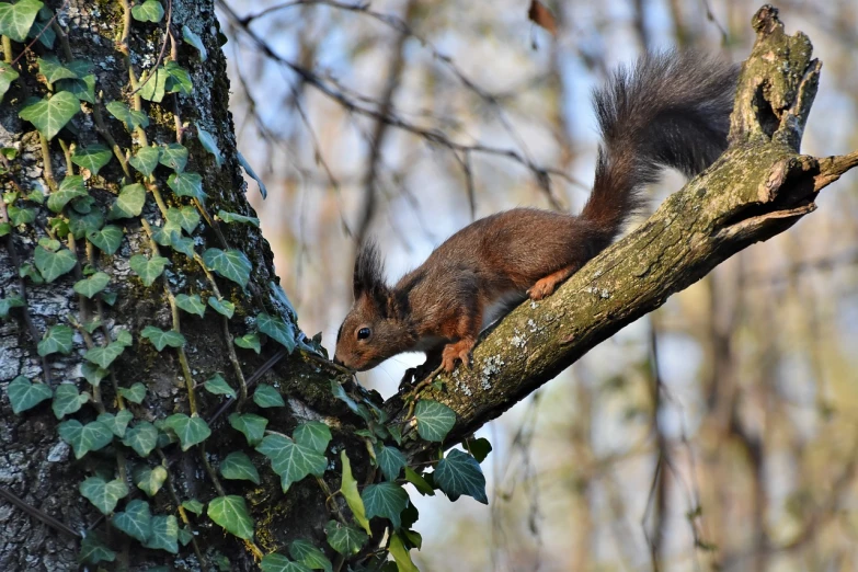 a squirrel sitting on top of a tree branch, a photo, by Marten Post, shutterstock, ivy, walking, img _ 9 7 5. raw, 4k'