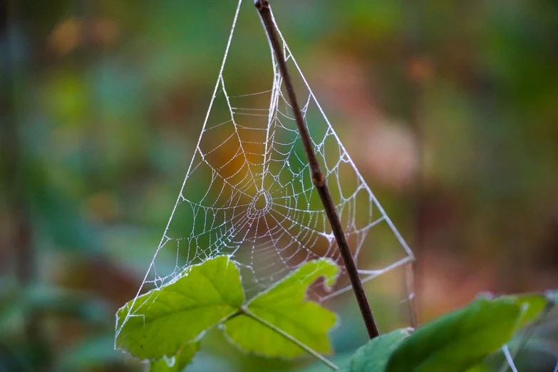 a spider web hanging from a tree branch, a macro photograph, shutterstock, net art, in the autumn forest, closeup photo