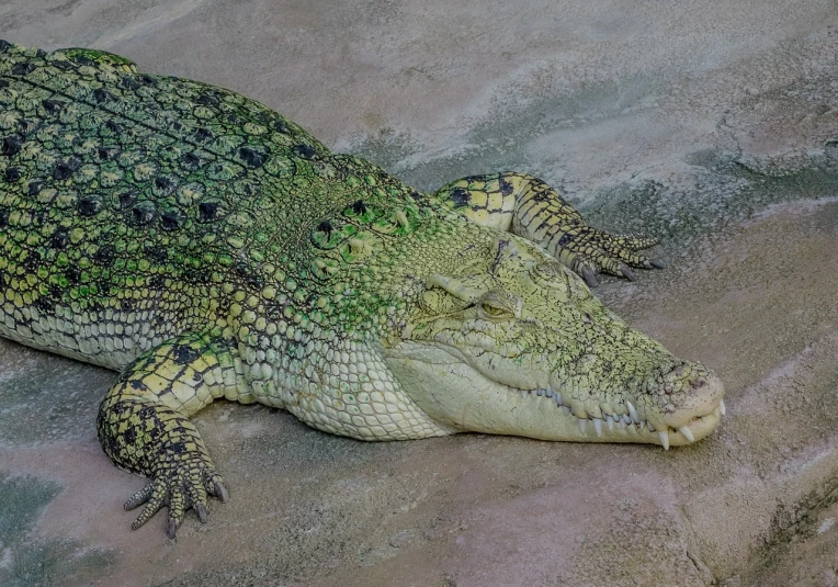 a close up of a crocodile laying on a rock, a photo, hurufiyya, green colored skin!!, albino skin, overhead shot, laying on sand