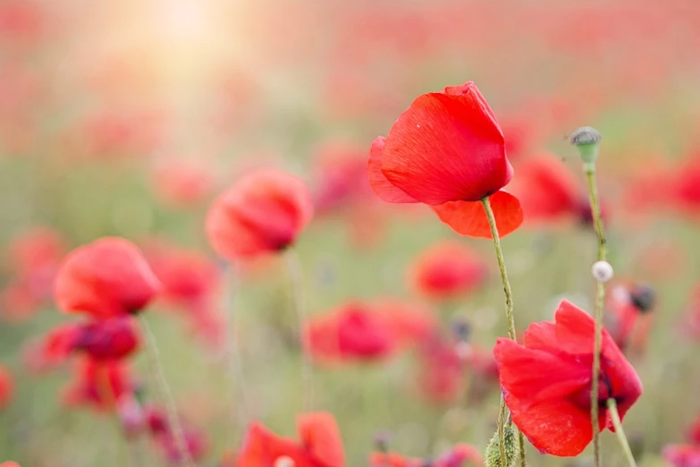 a field of red flowers on a sunny day, a picture, by Josef Dande, shutterstock, romanticism, soft grey and red natural light, world war one, anemone, stock photo