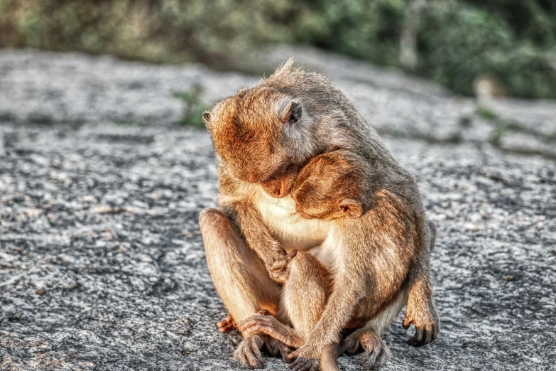 a monkey sitting on top of a gravel ground, a picture, sumatraism, hugging and cradling, tonemapped, motherly, winning photo