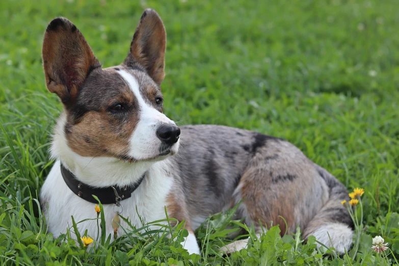 a dog that is laying down in the grass, a portrait, by Jan Stanisławski, pixabay, bauhaus, breed corgi and doodle mix, wide establishing shot, perfectly shaded, family photo