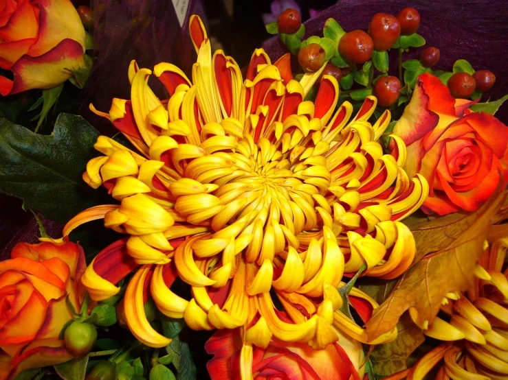 a close up of a bunch of flowers, a picture, by Susan Heidi, rasquache, chrysanthemum, spiraling, yellow colors, cornucopia