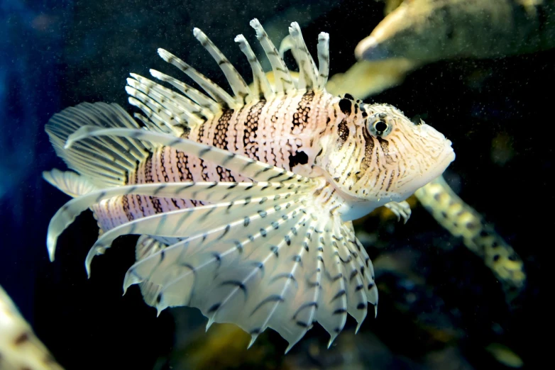 a close up of a fish in a tank, by Gwen Barnard, shutterstock, renaissance, lion fish, highly realistic”, ultrafine detail ”, view from the side”