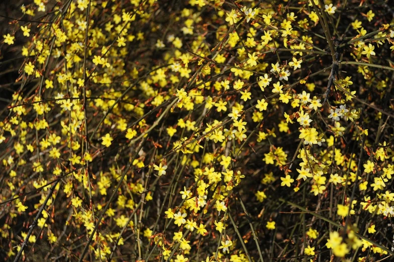 a bunch of yellow flowers sitting on top of a bush, by Hans Fischer, hurufiyya, willows, neon yellow stars, winter sun, jasmine