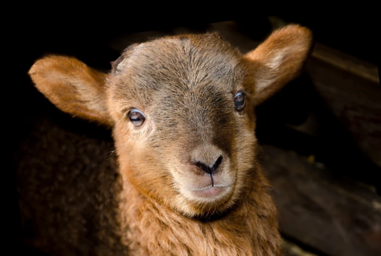 a close up of a sheep looking at the camera, a portrait, by Edward Corbett, shutterstock, renaissance, little kid, flash photo, hard lighting!, very very small goat