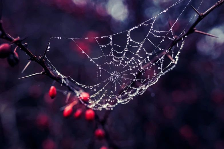 a spider web sitting on top of a tree branch, a macro photograph, by Adam Szentpétery, shutterstock, romanticism, with crystals on the walls, purple and red colors, beads of sweat, path