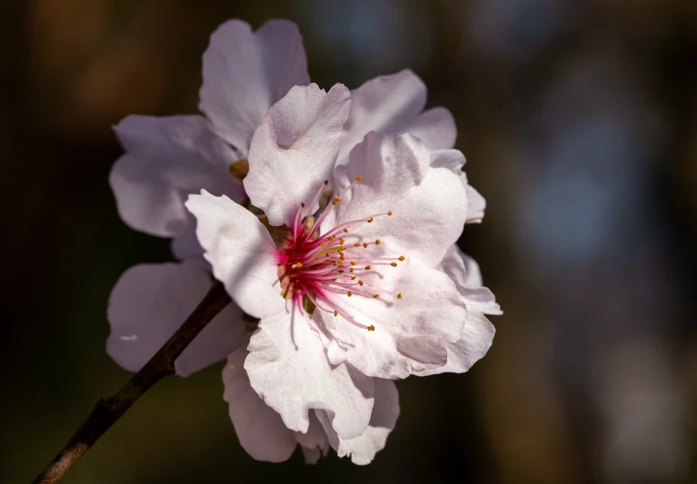 a close up of a flower on a branch, a macro photograph, photorealism, almond blossom, shallow depth of field hdr 8 k, sun dappled, white and pink