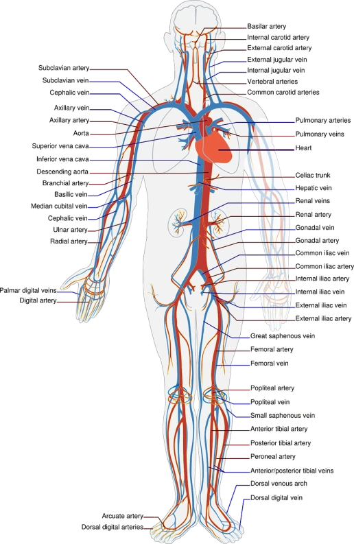 a diagram of the human circulatory system, by Andrei Kolkoutine, pixabay, full body; front view, intravenous drip, high - contrast, horizontally symmetrical