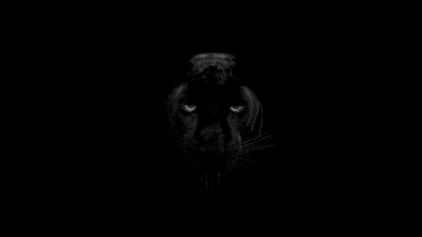 a close up of a black panther in the dark, a portrait, by Kuno Veeber, digital art, minimalist wallpaper, based on a puma, high quality photo, high resolution image
