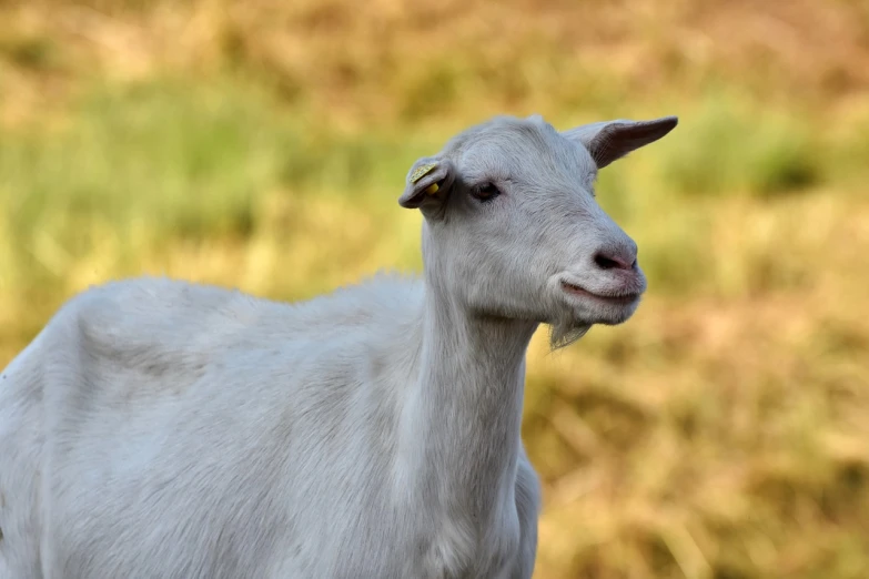 a white goat standing on top of a lush green field, a portrait, closeup photo, flash photo, long thick shiny gold beak, very sharp photo