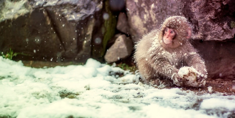 a monkey that is sitting in the snow, a picture, unsplash, mingei, covered in water drops, wallpaper - 1 0 2 4, expressive pose, japanese onsen