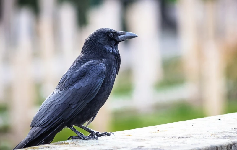 a black bird is sitting on a ledge, inspired by Gonzalo Endara Crow, trending on pixabay, renaissance, in the middle of a graveyard, with a pointed chin, full view with focus on subject, raven hair