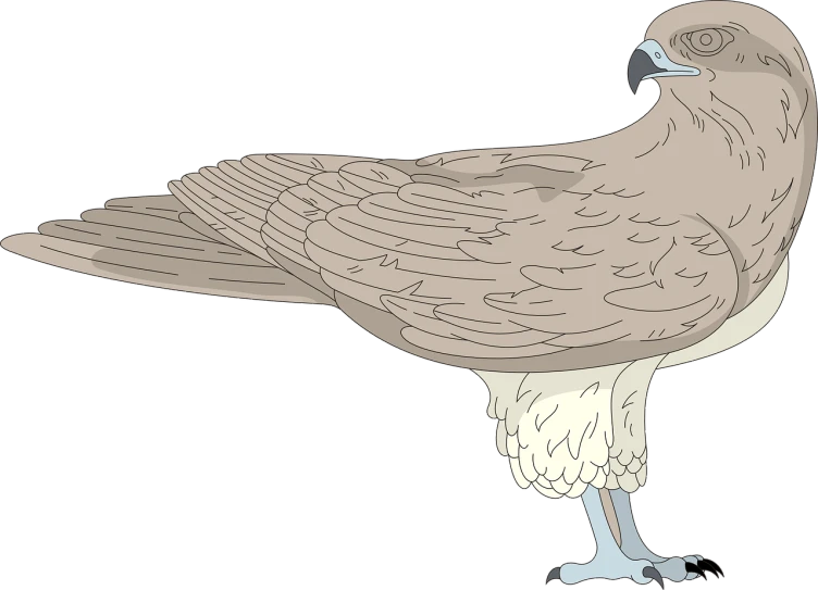 a close up of a bird on a black background, an illustration of, hurufiyya, thick outline, highly detailed and colored, large tail, hawk