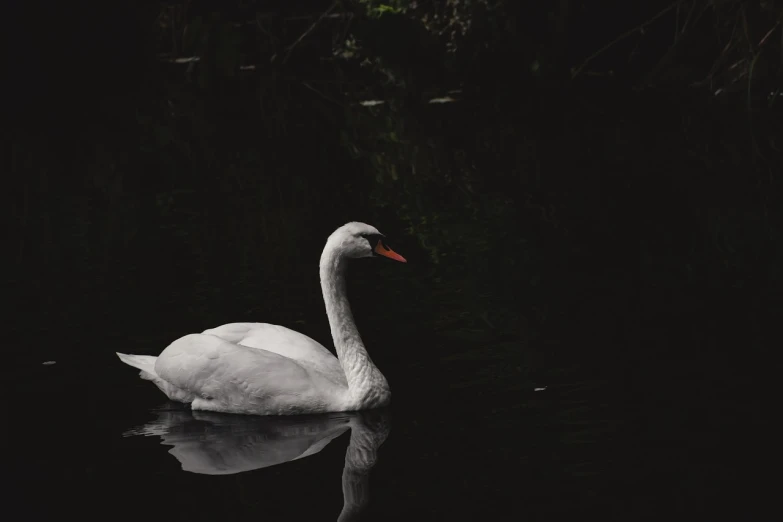 a white swan floating on top of a body of water, a black and white photo, by Elsa Bleda, unsplash, on a dark swampy bsttlefield, looking to his side, 2 4 mm iso 8 0 0 color, with a long white