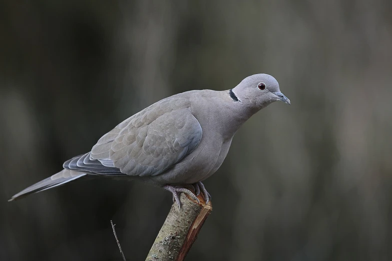 a bird sitting on top of a tree branch, a portrait, by James Bateman, pixabay, renaissance, dove in an ear canal, pale grey skin, purple. smooth shank, side profile shot