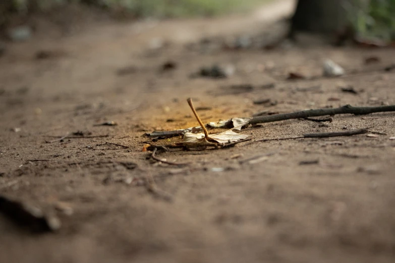 a leaf that is laying on the ground, a macro photograph, unsplash, land art, long trunk holding a wand, dirt road background, ocher details, broken antenna