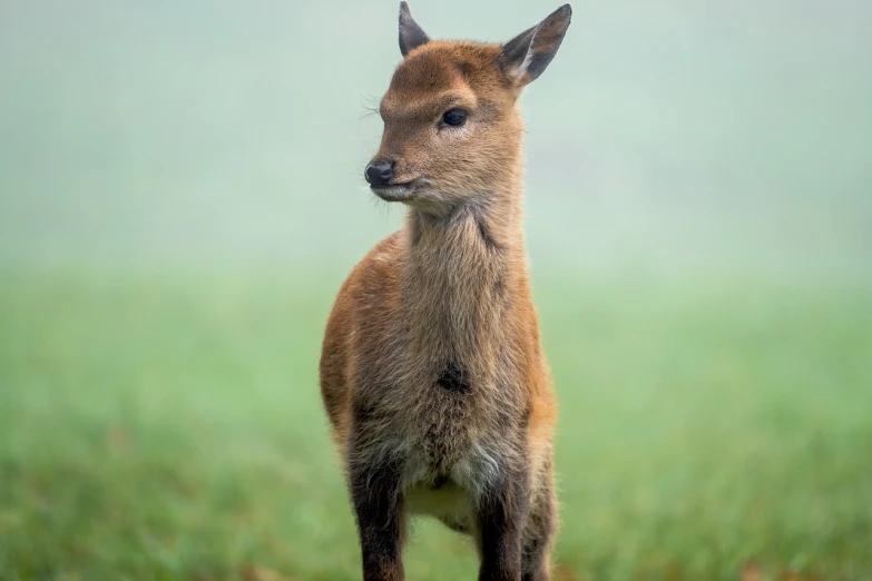 a small deer standing on top of a lush green field, by Edward Corbett, shutterstock, closeup of an adorable, emerging from the mist, cub, very sharp photo