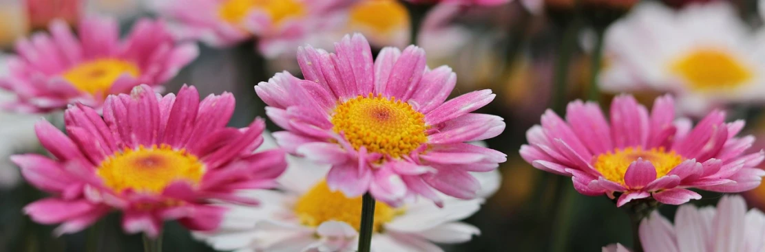 a bunch of pink and white flowers with yellow centers, a portrait, by Tom Carapic, pixabay, giant daisy flower head, high res photo, inside the flower, well-detailed