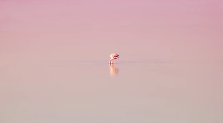 a bird that is standing in the water, unsplash, minimalism, pink tones, hunched over, pink landscape, high res photo