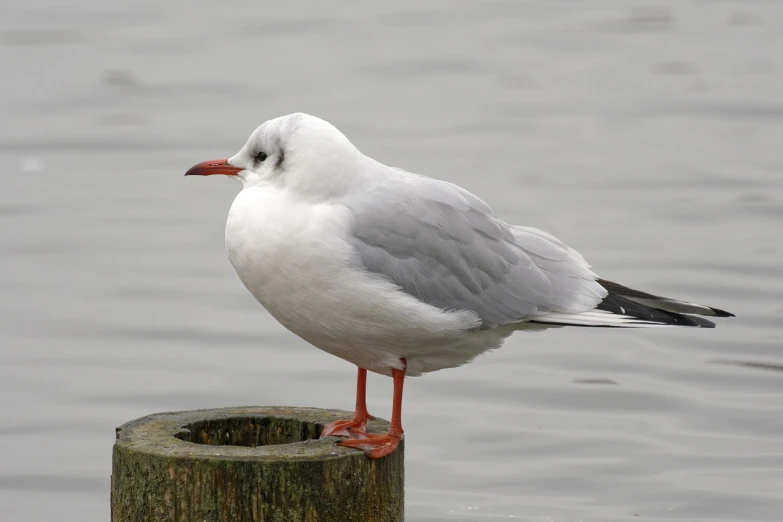 a seagull standing on top of a wooden post, a portrait, by Josef Mánes, pixabay, arabesque, but a stern look about her, large red eyes, shows a leg, naudline pierre