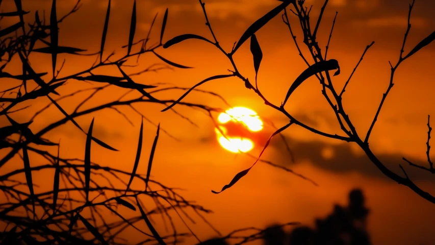 the sun is setting through the branches of a tree, a picture, pexels, romanticism, bamboo, flaming leaves, ((sunset)), eye catching composition