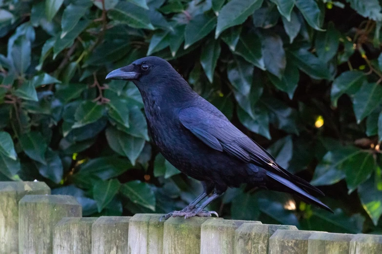 a black bird sitting on top of a wooden fence, inspired by Gonzalo Endara Crow, shutterstock, renaissance, 2 0 0 mm telephoto, dressed in black velvet, off camera flash, early evening