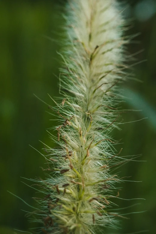 a close up of a plant with a blurry background, a macro photograph, hurufiyya, furry tail, in field high resolution, modern high sharpness photo