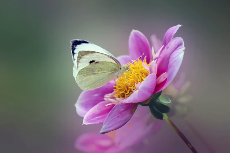 a butterfly sitting on top of a pink flower, by Walenty Wańkowicz, shutterstock, romanticism, dressed in a beautiful white, anemone, very sharp photo