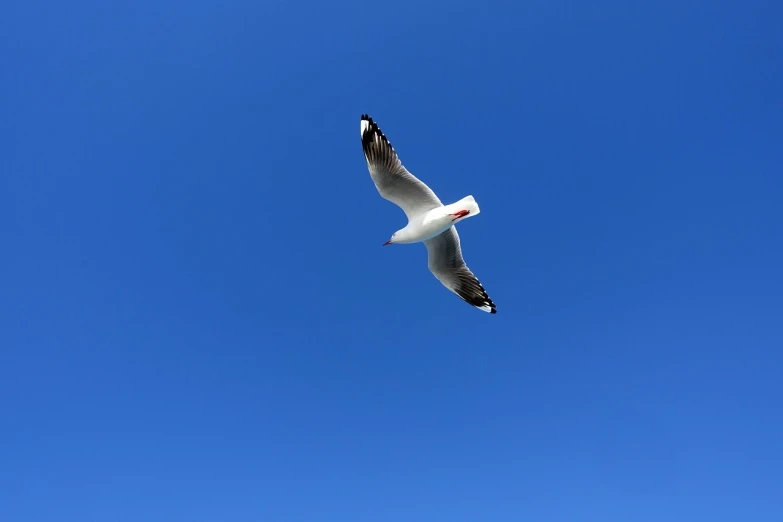 a white bird flying through a blue sky, a picture, minimalism, tourist photo, worm\'s eye view, on the sea, very sharp photo