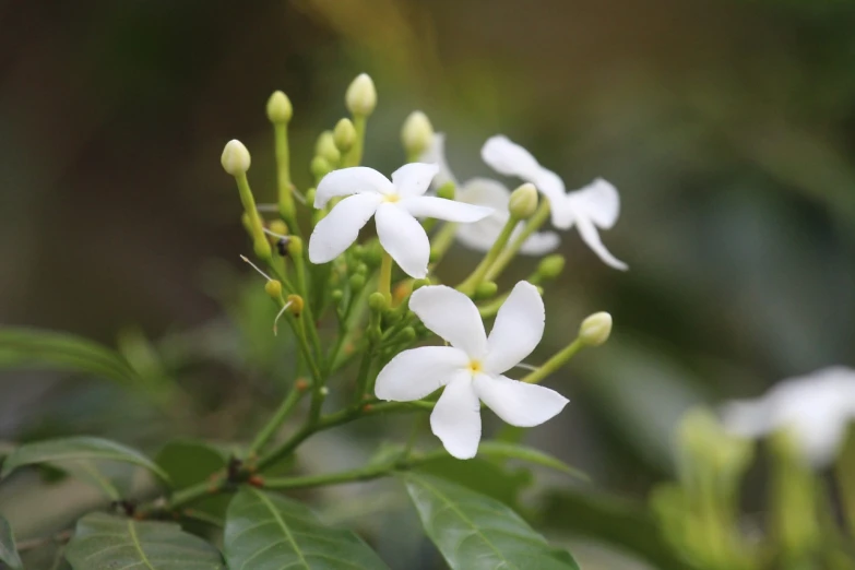 a close up of a plant with white flowers, by Max Dauthendey, flickr, hurufiyya, cambodia, jasmine, male, verbena