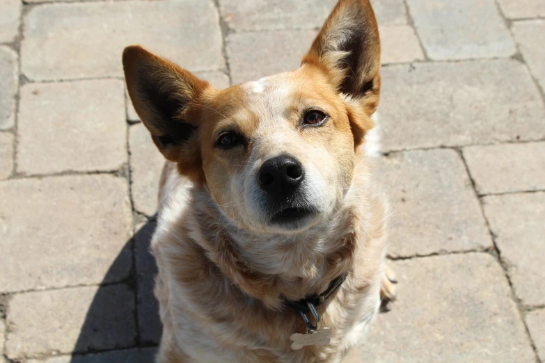 a brown and white dog looking up at the camera, a portrait, by Lorraine Fox, flickr, with pointy ears, sunlit, australian, 4yr old