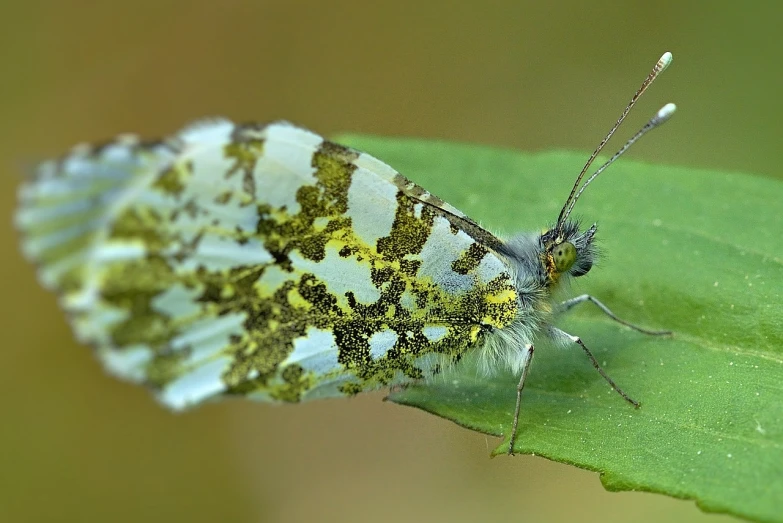 a close up of a butterfly on a leaf, a macro photograph, by Dave Allsop, lichen macro, beautiful female white, side view of a gaunt, mustard