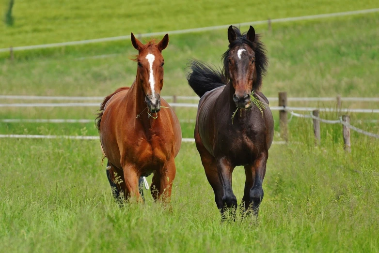 a couple of horses that are standing in the grass, running towards camera, upright, heavy, oranate and brooding